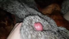 Redfox and Rabbit Cum