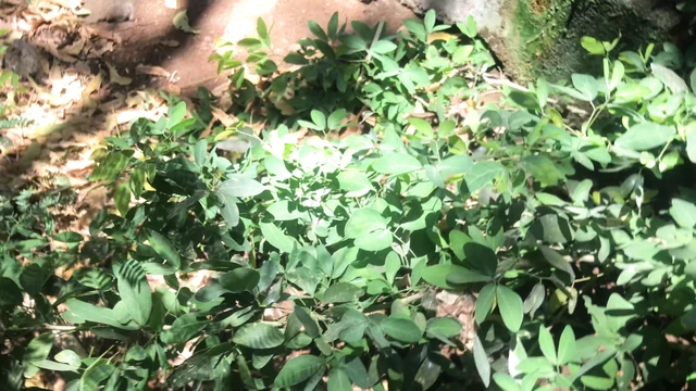 Young Boy Masturbation On Public Big Cock