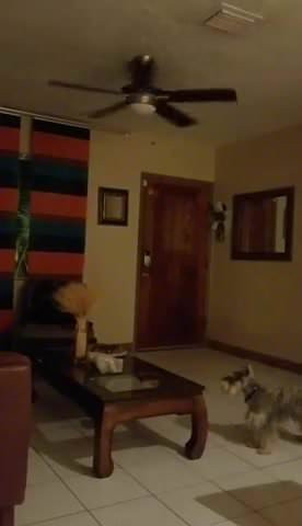 A visitor