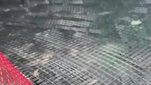 Çıplak yürüyüşte