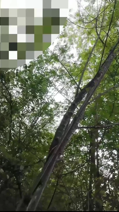 Moment à voir absolument de « Une étudiante thaïlandaise se met au milieu de la jungle de sons thaïlandais en plein air »