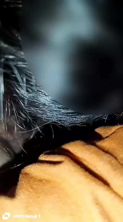 Hot na naman ka fubu ko kaya bilis ko labasan.