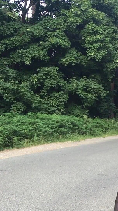 Key moment from "Crossdresser Tranny Outdoors Pissing Compilation 1"