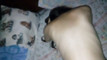Pregled videozapisa