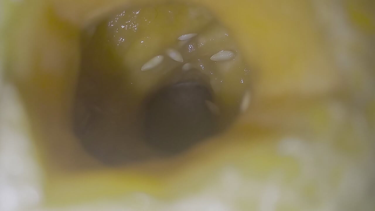 Melon fuck