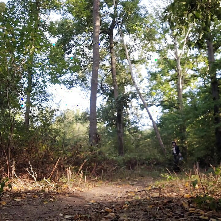 Walking in the Forest