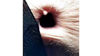 Gapes, Farts ,Whistles ,Queefs and Echos