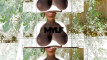 Video pregled