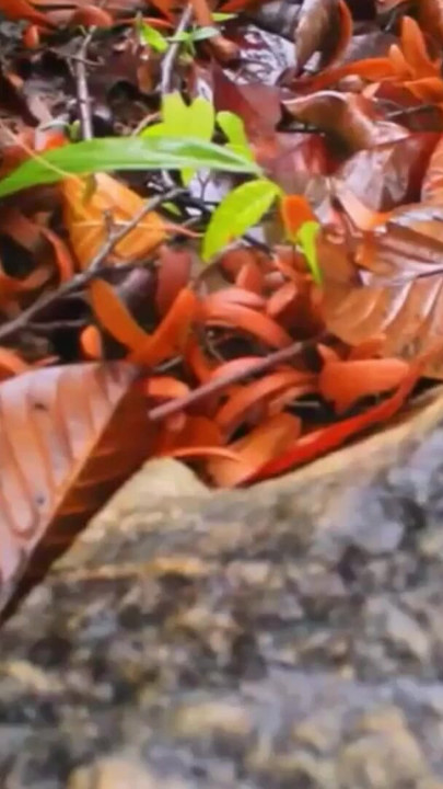 Jangal me mangal | Clip 2