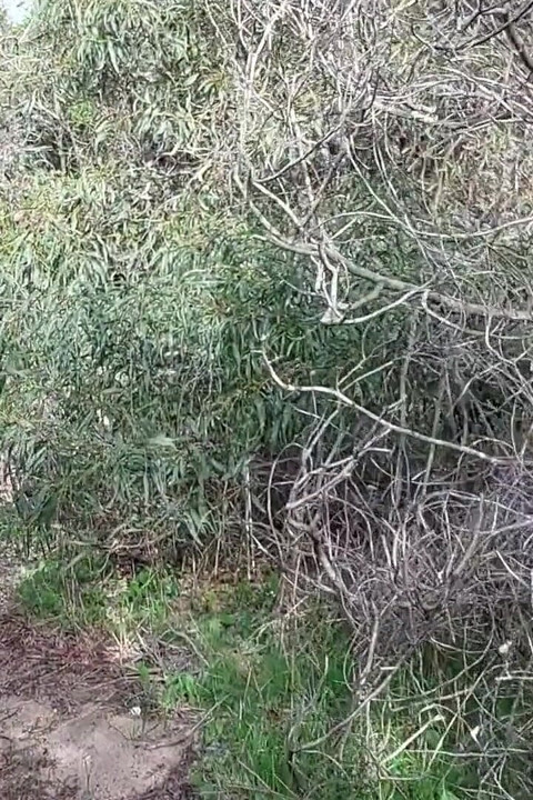 Granny Looks for a Lover Nacked in the Woods
