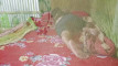 Pratinjau video