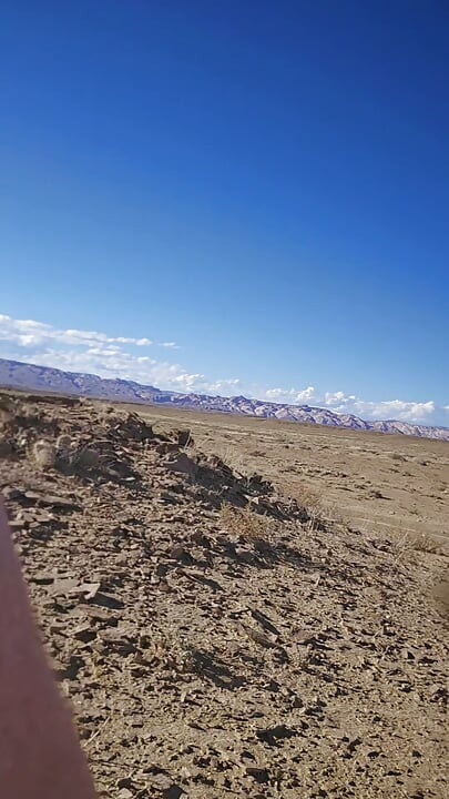 Desert Flamingos