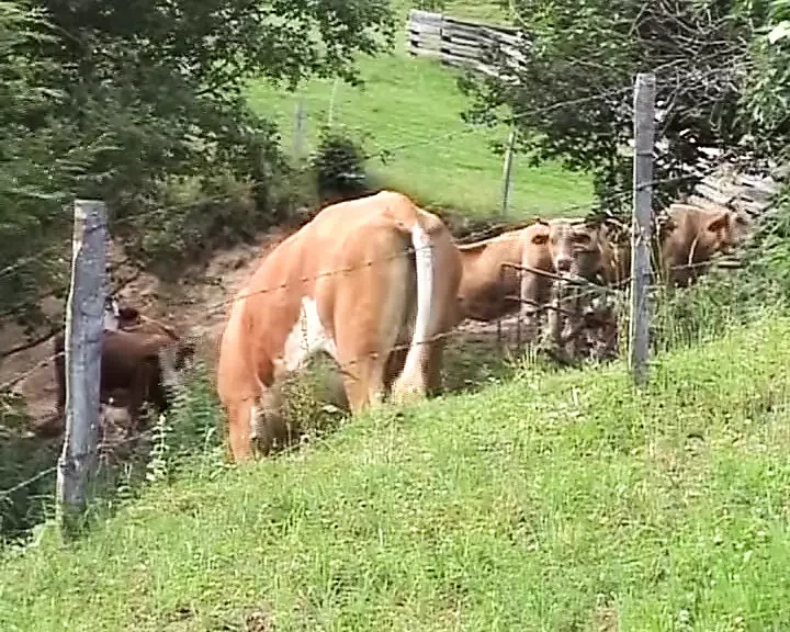 Busty German blonde tied up and fucked hard countryside feat ...