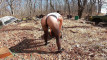 Pratinjau video