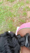 Pregled videozapisa