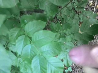 Éjacule sur les feuilles de la forêt