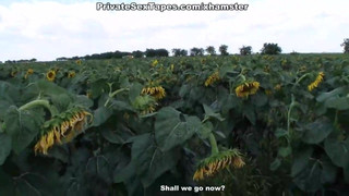 Real passion of teenage couple in the field of sunflowers