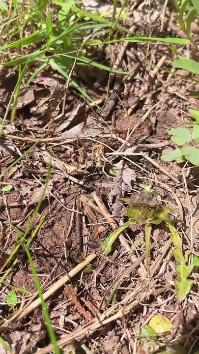 sikanie cipki do pielęgnacji drzewa kwiatowego | Klip 3