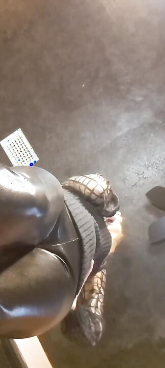 100 perut telanjang keras