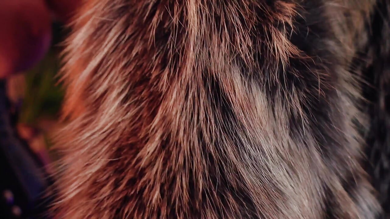 FUR FETISH video: beautiful Mistress tease and seduce. ASMR and JOI. Arya Grander.