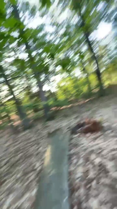 Quick flash in the woods