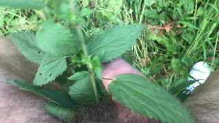 Cock in living nettles