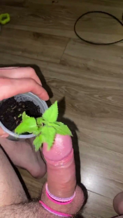 Nettle dick torture nettles penis extreme