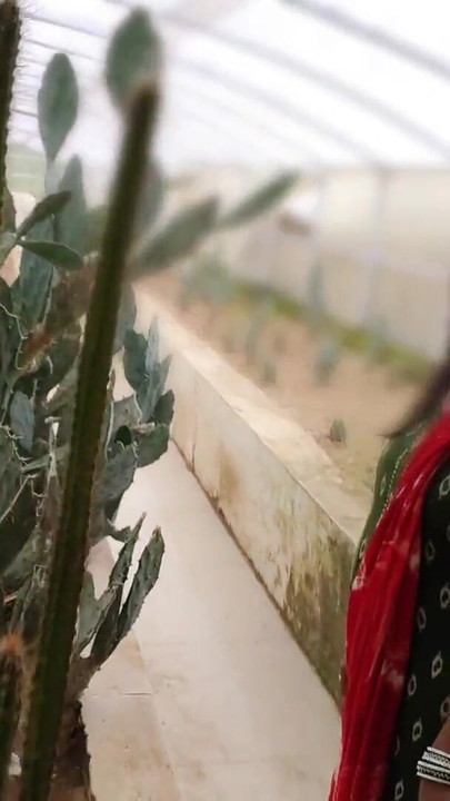 لحظة قوية من "ذهب سالي وصهره إلى الحديقة للتجول - صهر أخت زوجتك اصطحبت أخت زوجتك في نزهة على الأقدام ،"