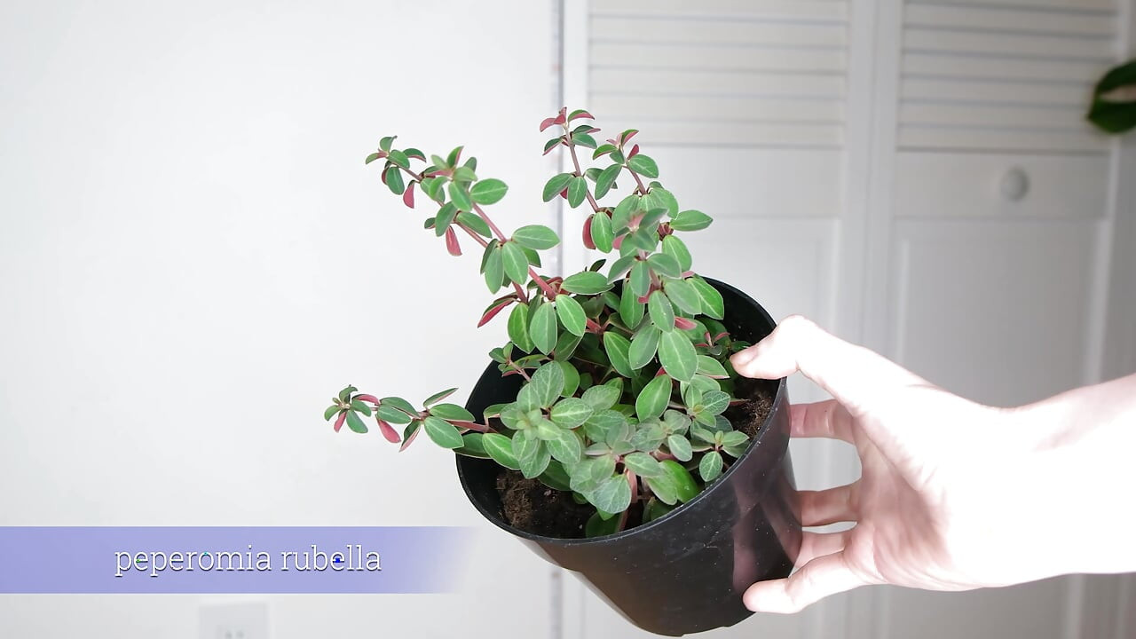 Plantas de julio
