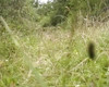 Pratinjau video