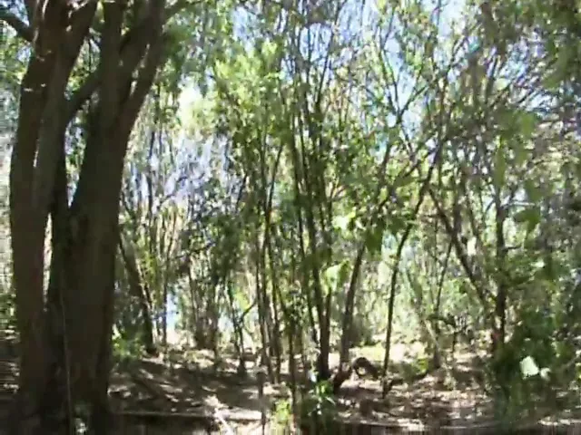 Wife injure in woods and got fucked by helpful black guy