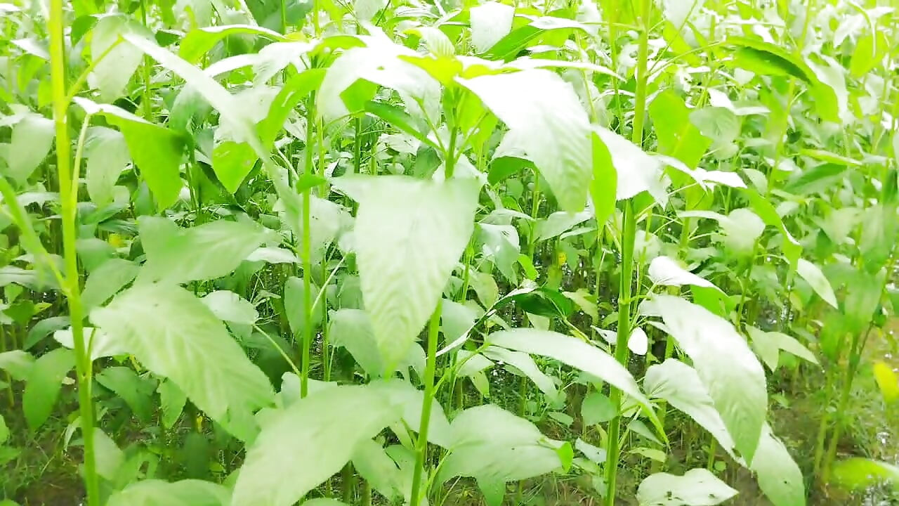 Aku pergi sendirian dengan saudara tiriku untuk makan jute.