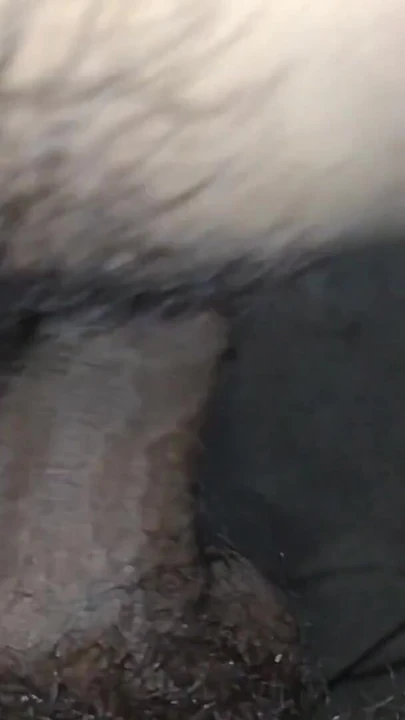 Captivating moment from "Cows' cute discount"