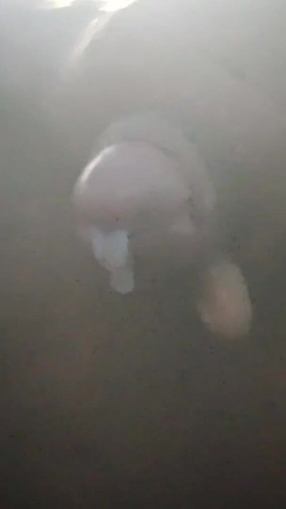 ムルタルボーイトップバダランド | クリップ 1