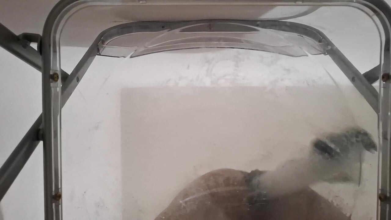 POV: Dirty Talk Fat Ass Trans Raven Facesitting and Anal Creampie after Riding Dildo through Transparent Chair