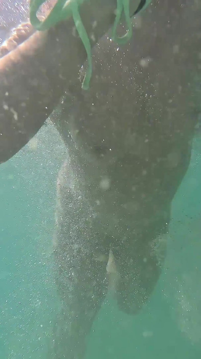 Girl Swimming Naked Underwater No Panties