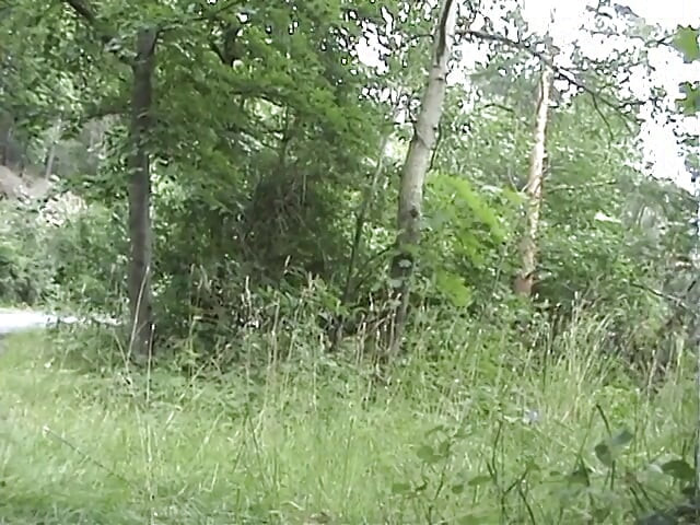 Европейскую тинку сняли и трахнули на обочине дороги