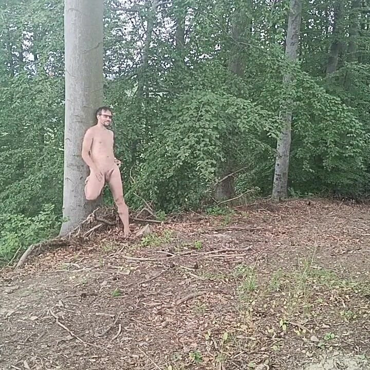 Forest Exhibition: a Banished Bird in a Beech Forest