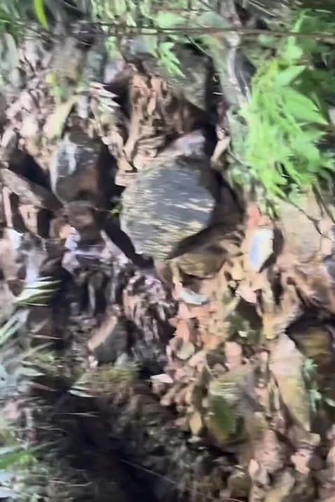 Nepali Jungel Porn