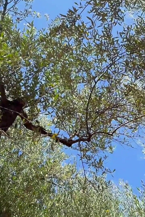 The Sweet Secret of the Olive Grove