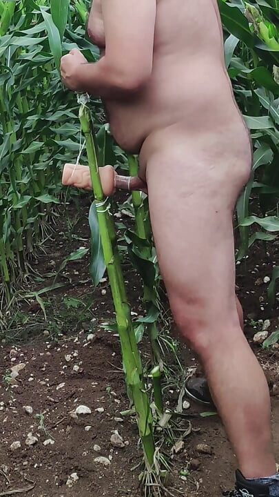 Outside i Fuck my Sex Toy in Corn Field