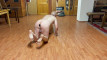 Pregled videozapisa