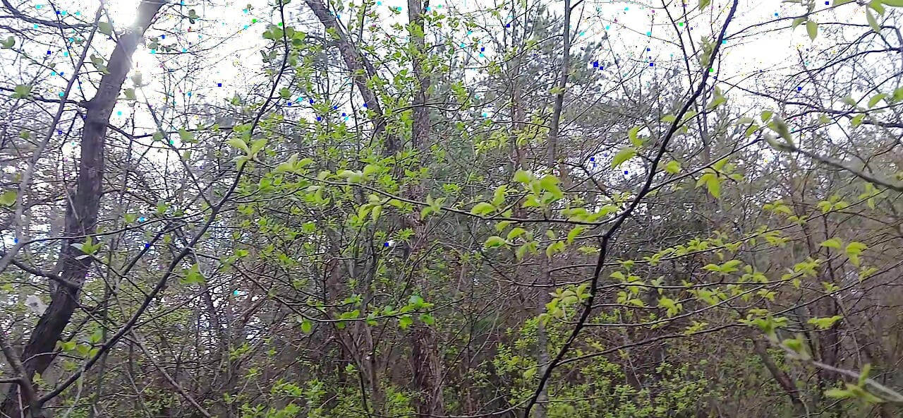 Mă piș și îmi fut iubitul în gură în pădure pentru ca soția mea să nu ne prindă