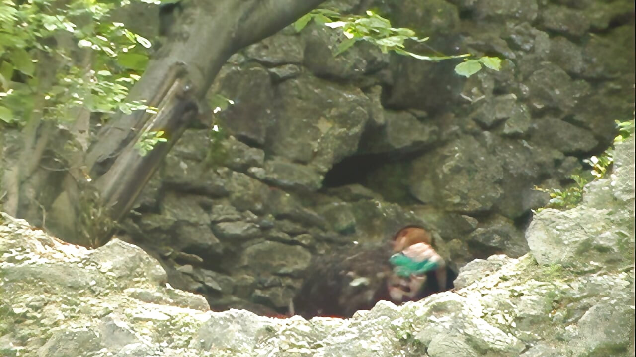 Ruiva Peituda Monta num Pau Grosso Bem Fundo na Floresta