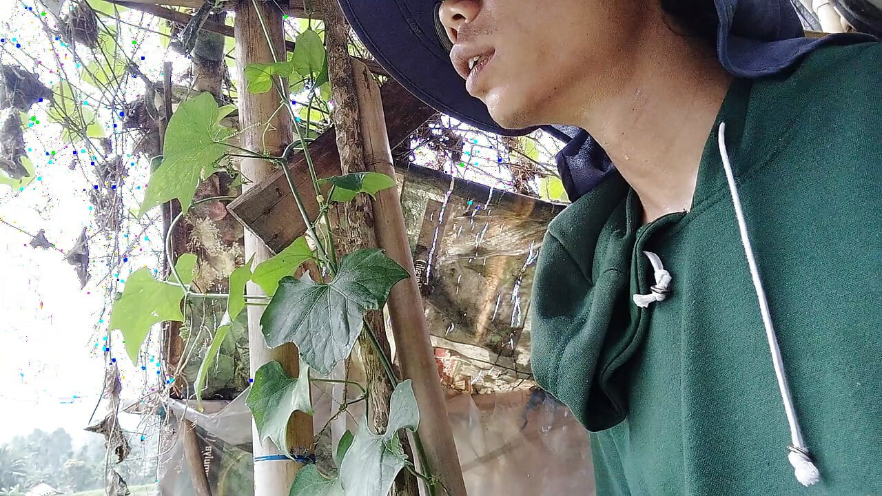 The youth themselves in the tea garden are still cultivating