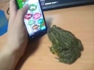Вкусная зеленая лягушка