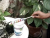 Pratinjau video