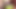 EIN NEUES EXPERIMENT DER SCHLAMPE