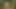 Self caning in the forest