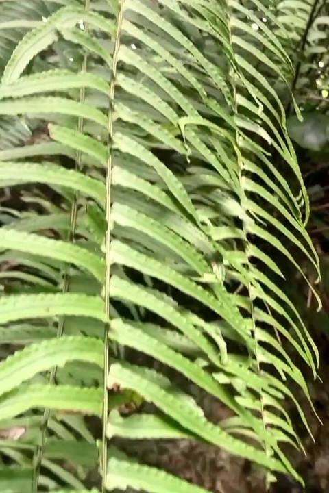 Sri Lankan Natural Girl Bathing